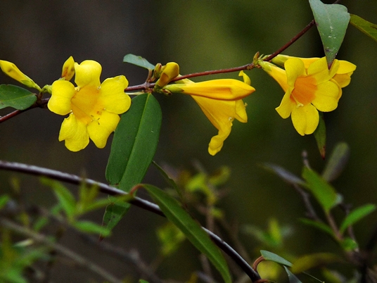 {Gelsemium sempervirens}